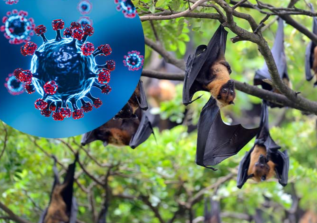 virus-nipah-la-gi-vi-sao-who-xep-vao-nhom-nguy-co-cao