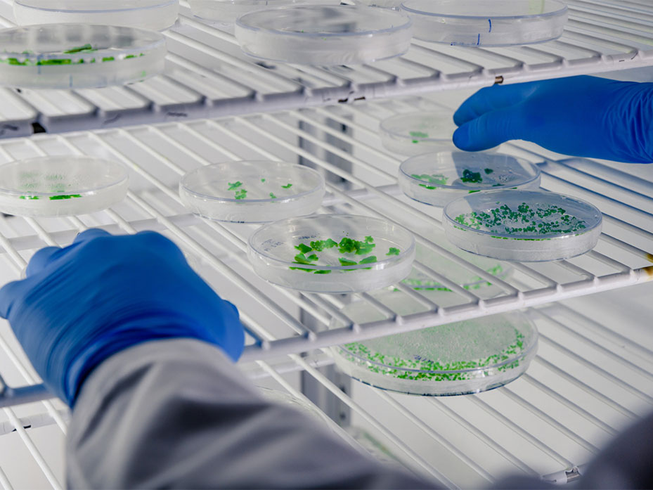 laboratory-worker-examining-substance-petri-dishes-while-conducting-coronavirus-research