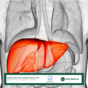 ly-do-men-gan-tang-cao